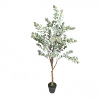 Ecalyptus-Baum mit runden Blättern im Topf Ecalyptus-Baum mit runden Blättern im Topf