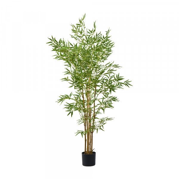 Vorbestellung: (039) Bambus im Topf