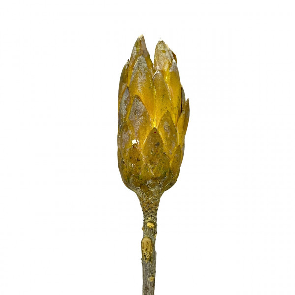 Protea Repens gefrostet
