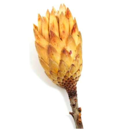 Protea Repens Großkarton