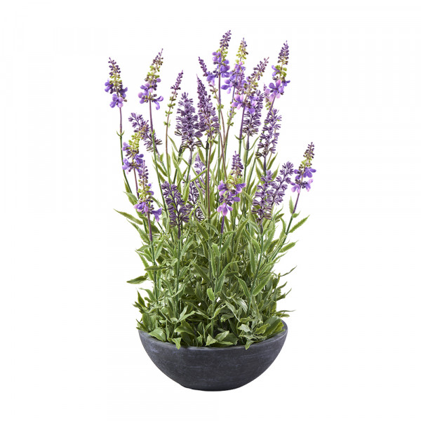 Vorbestellung: (214) Lavendel im Topf