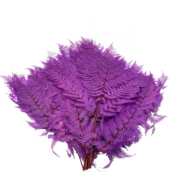 Bracken Farn