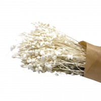 Briza Maxima 80gr Briza Maxima 80gr