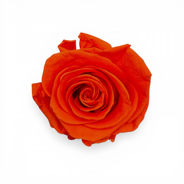 Stabilisierte Rosenköpfe "Verdissimo" medium