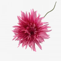 Gerbera x1 Gerbera x1