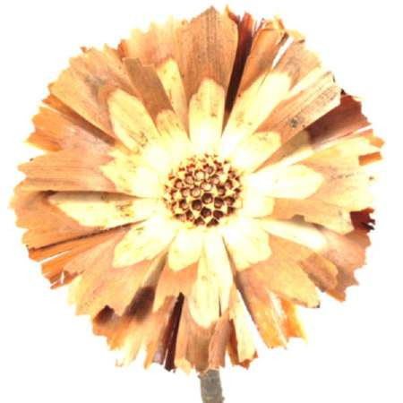 Protea geschn. groß helle Mitte Umkarton