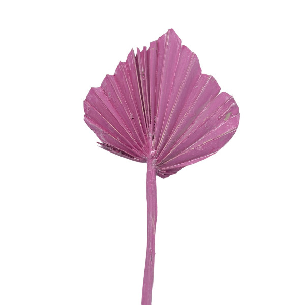 Palmspear gefrostet