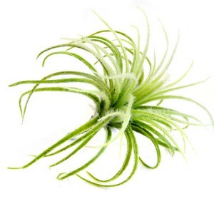 Tillandsia