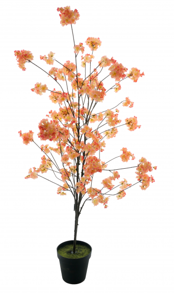 Kirschblütenbaum im Topf