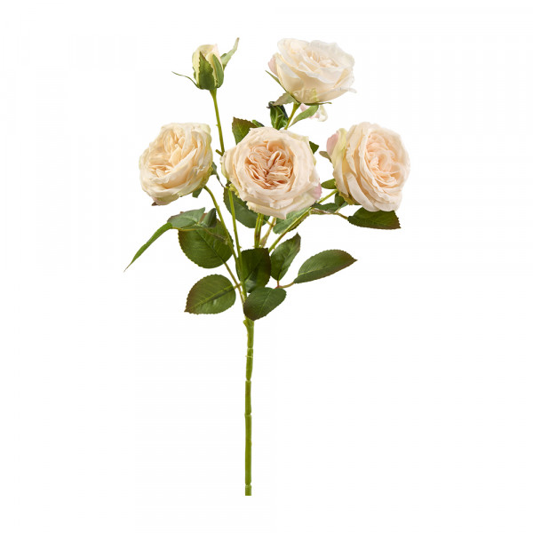 Vorbestellung: (229) Rose verzweigt