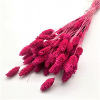 Phalaris gefärbt ca 75gr. Phalaris gefärbt ca 75gr.