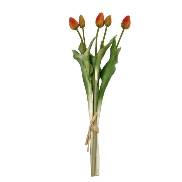 Tulpenknospen Bund x 5