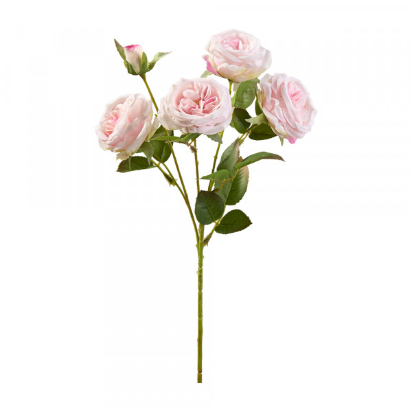 Vorbestellung: (230) Rose verzweigt