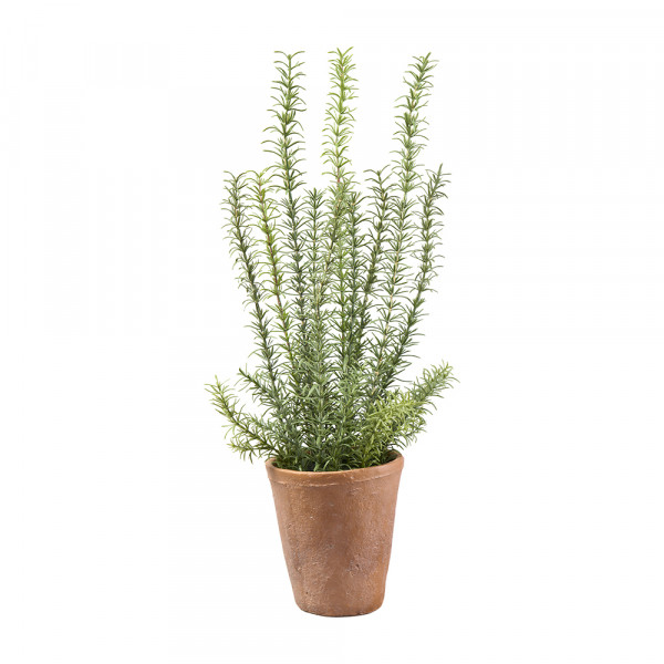 Vorbestellung: (042) Rosmarin im Zementtopf