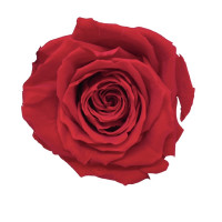 Rosenkopf "Queen" stabilisiert Rosenkopf "Queen" stabilisiert