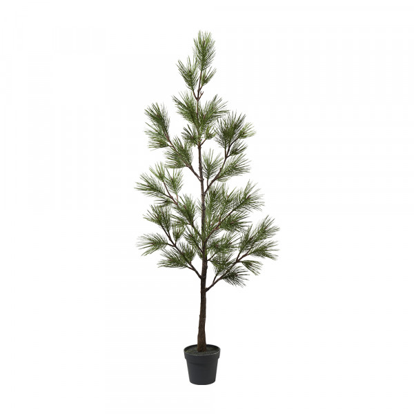 (015) Kieferbaum im Topf