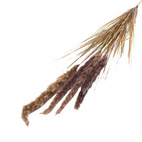 Pampasgras mit Blättern Pampasgras mit Blättern