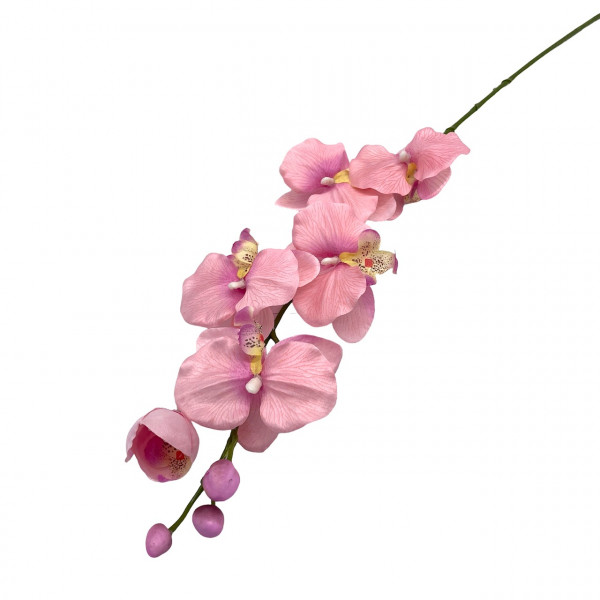 Orchidee Phalaenopsis mit 6 Blüten