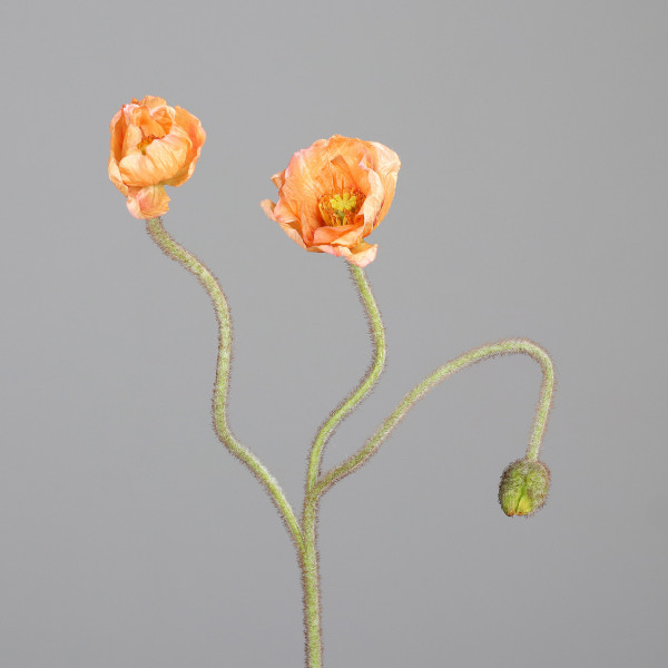 Mohn mit zwei Blüten und einer Knospe
