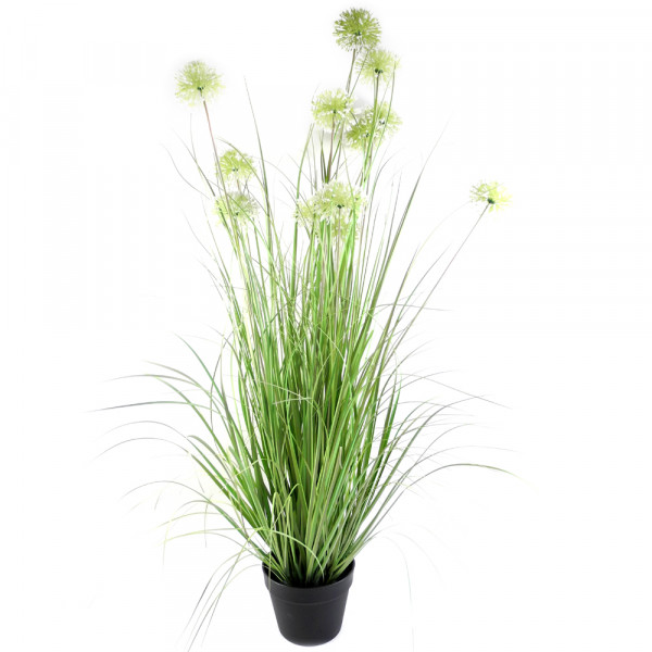 Allium x12 m Gras i Plastiktopf