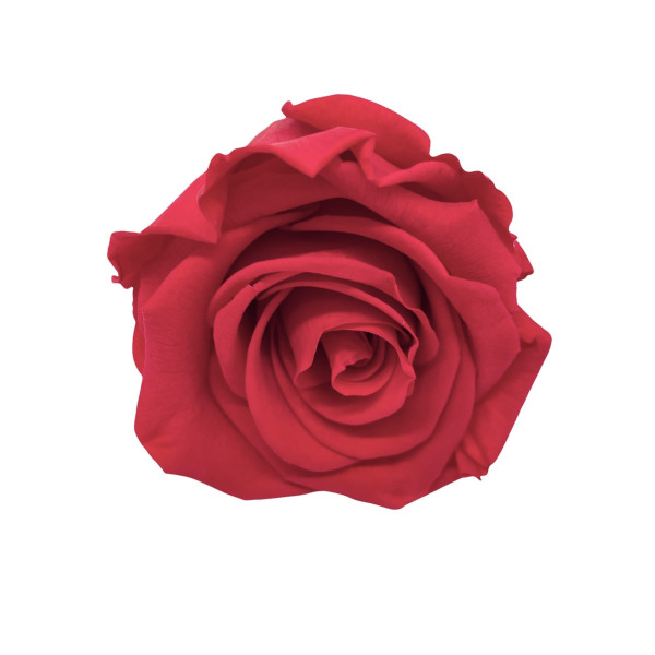 Stabilisierter Rosenköpfe "Verdissimo" medium