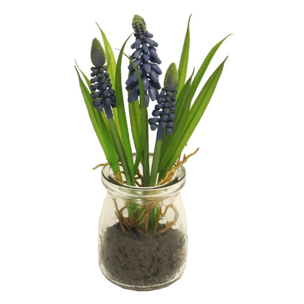 Muscari im Glas