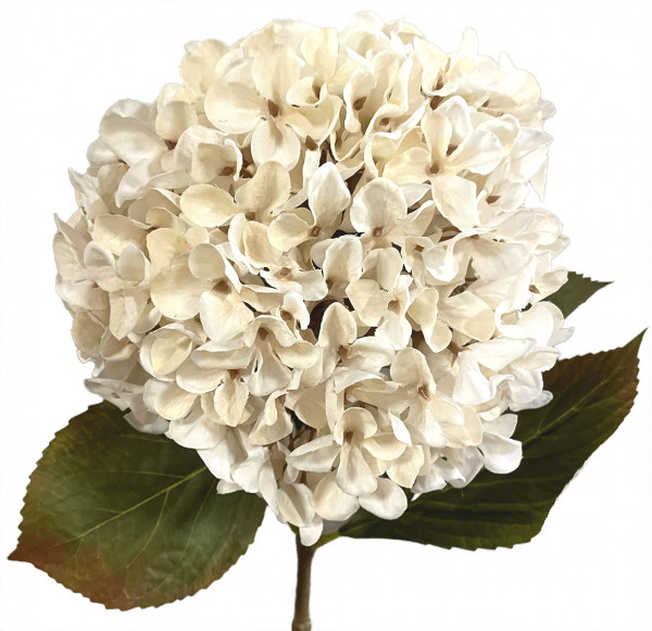 Hortensie