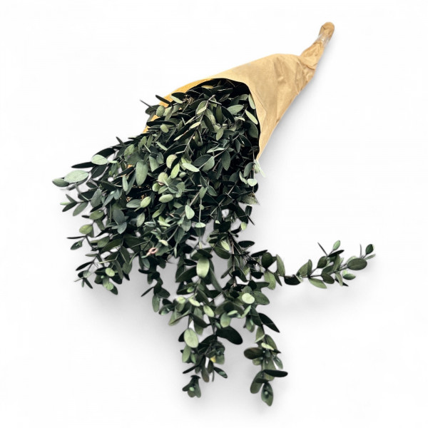 Eukalyptus Parvifolia