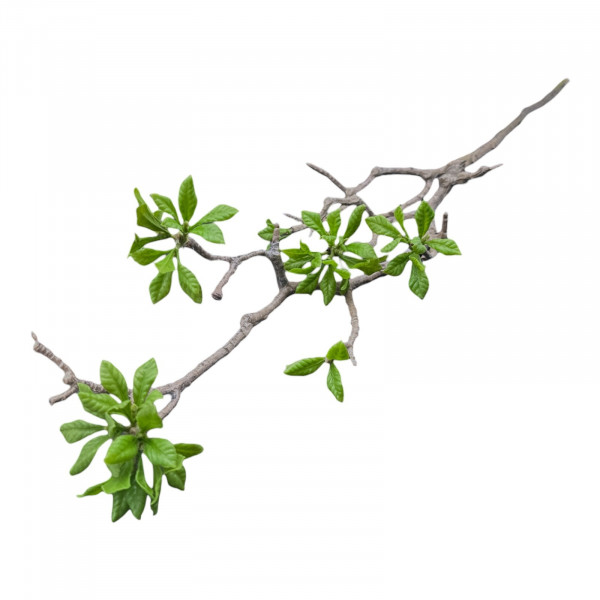 Magnolien Blatt Zweig