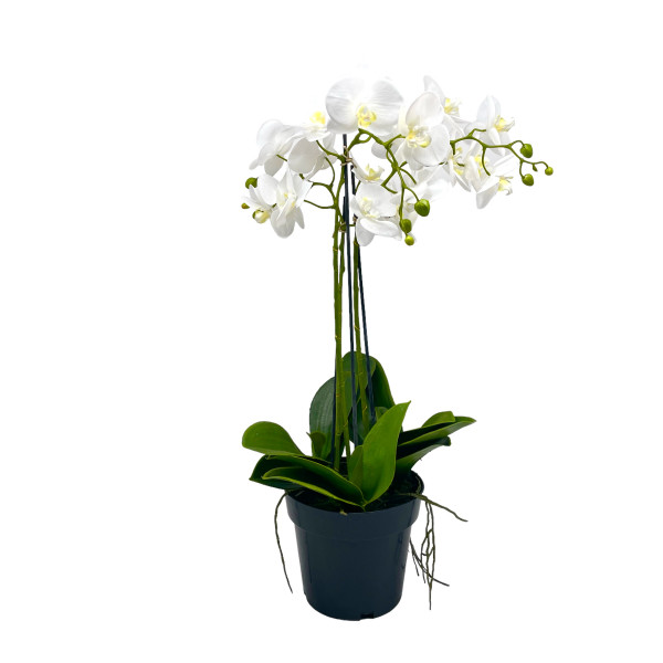 Orchidee im Plastiktopf