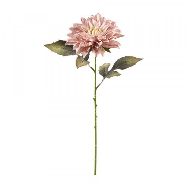 (507) Dahlie (ab 15.9. erhältlich)