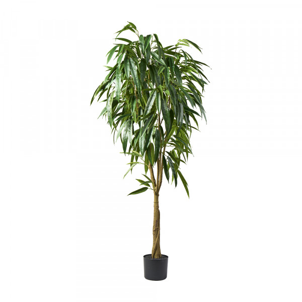 (002) Ficus All Baum 392 Blätter