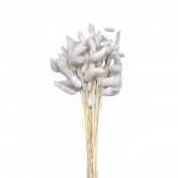 Lagurus 45gr. Lagurus 45gr.