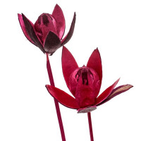 Wildlilie auf Stiel Wildlilie auf Stiel