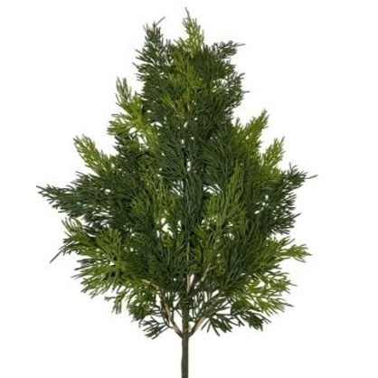 Wacholderzweig soft touch