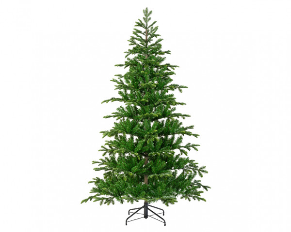 Balsamea Tanne