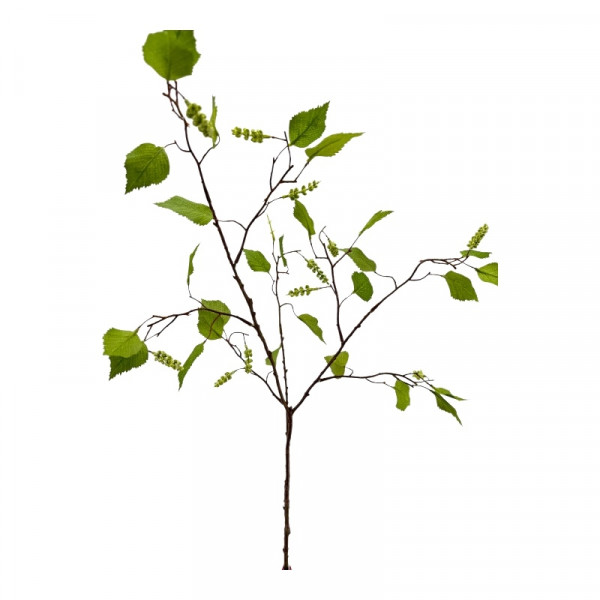 Birkenzweig m. Frucht