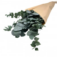 Eukalyptus Cynerea Eukalyptus Cynerea