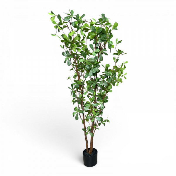 Baum "Alabama" im Topf