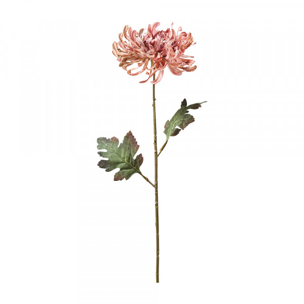 Vorbestellung: (564) Chrysantheme,Mumi,x1