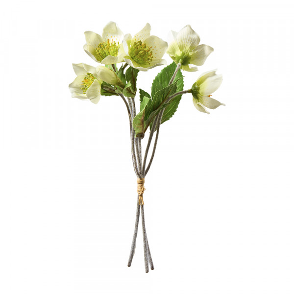 Vorbestellung: (071) Christrosenbündel 5Blüten,1Knospe