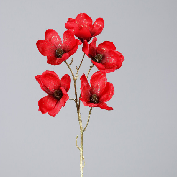 Weihnachts-Magnolie mit fünf Blüten