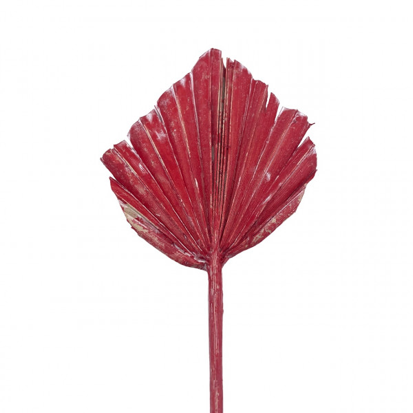 Palmspear gefrostet