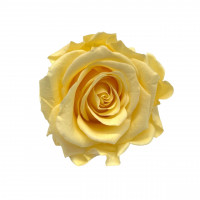 Stabilisierter Rosenköpfe "Verdissimo" medium Stabilisierter Rosenköpfe "Verdissimo" medium