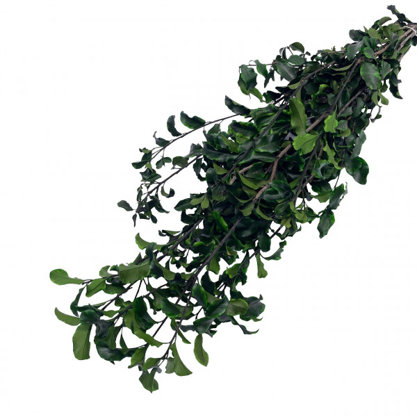 Pittosporum stabilisiert