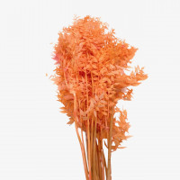 Ruscus 400gr Ruscus 400gr