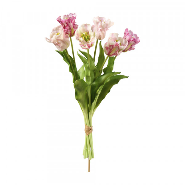 Vorbestellung: (397) Papageientulpen