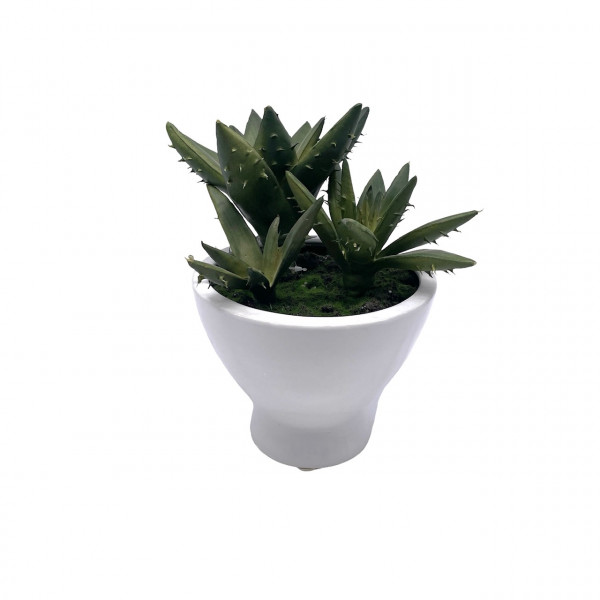Aloe-Pflanze im Keramiktopf