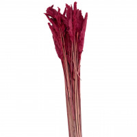 Mini Pampas 100gr. Mini Pampas 100gr.