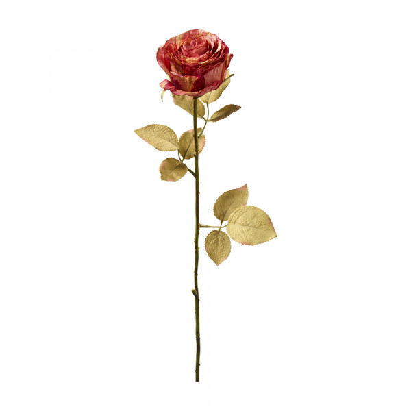 Vorbestellung: (585) English Rose
